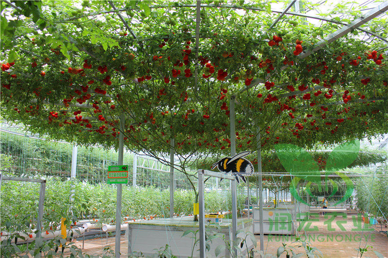 水培蔬菜樹(shù)