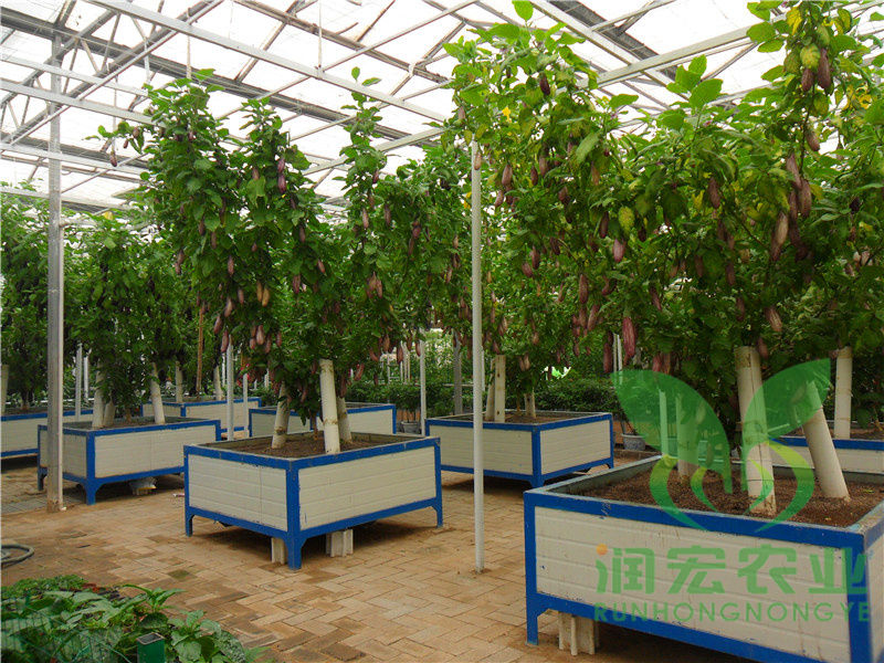 基質(zhì)蔬菜樹(shù)