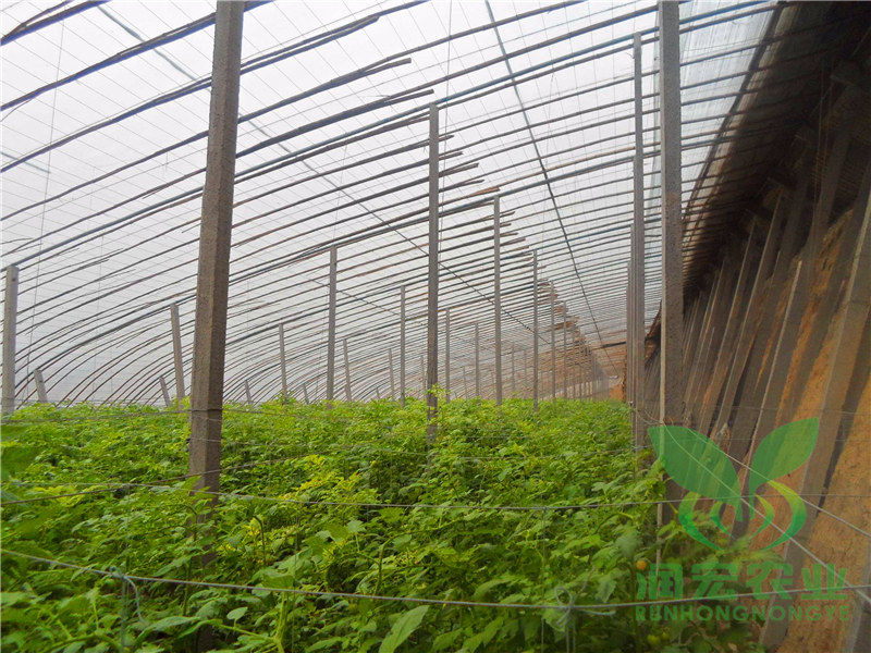 立柱日光溫室